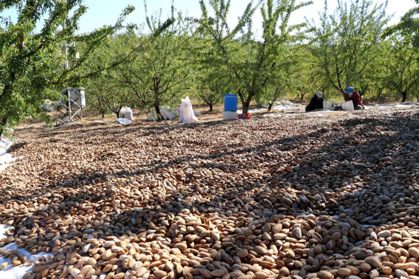 Elazığ'da hasadı başladı. 400 ton rekolte bekleniyor - Fotoğraf: 7
